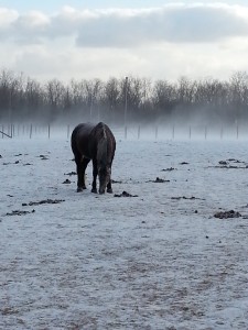 Horses at Greenfield Village