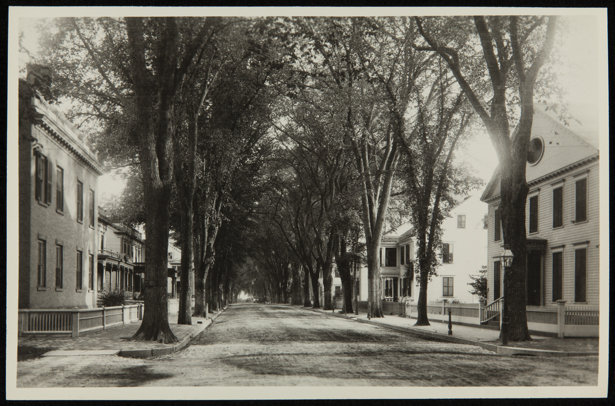 Tree-lined street with large houses on either side