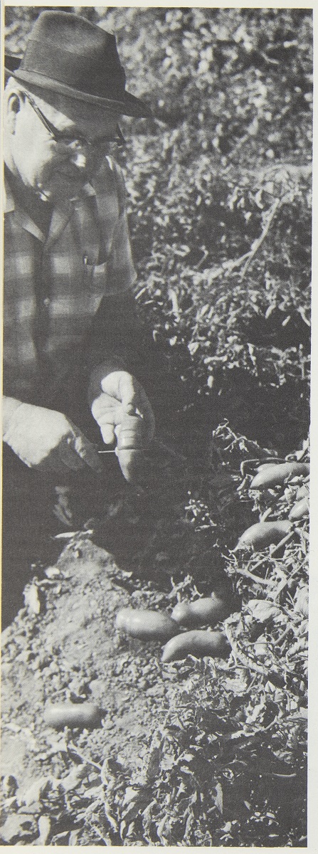 UC Davis vegetable crops researcher Gordie “Jack” Hanna Black-and-white photo of man holding vegetable (sweet potato?) in a field