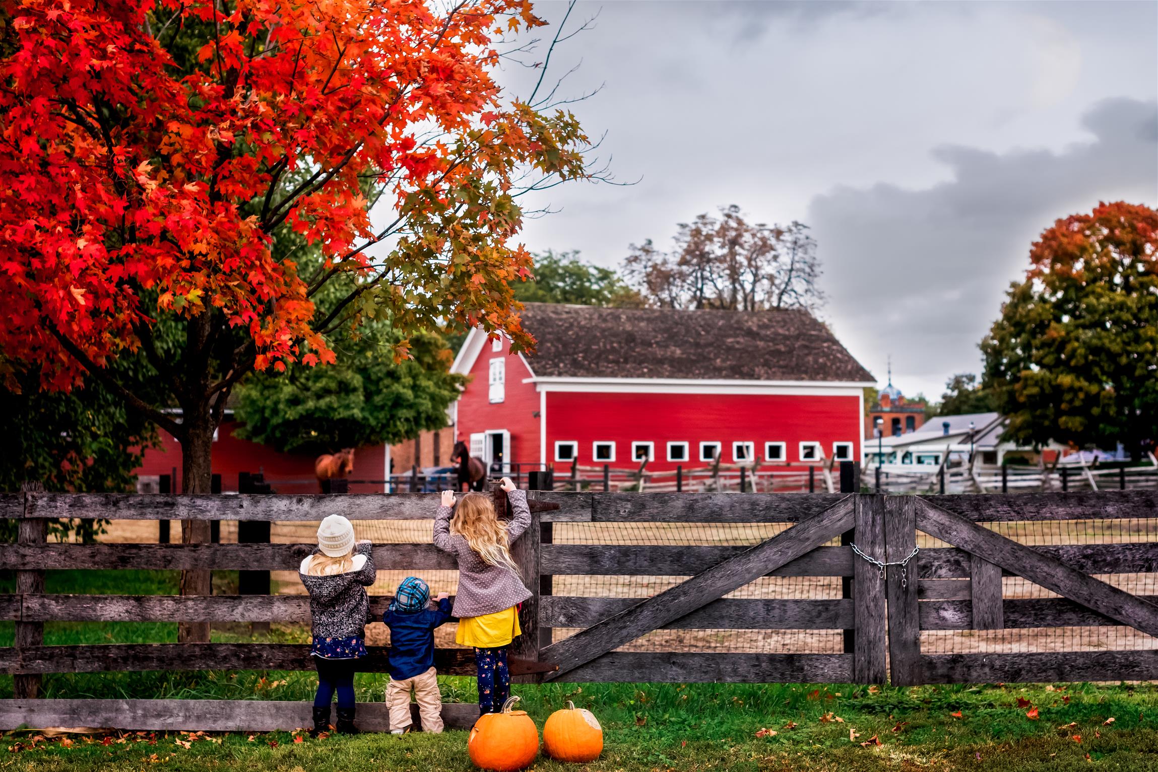 Children watch the horses near the William Ford Barn in Greenfield Village Three kids look through wooden fence at horses and red barn with fall-color trees and pumpkins nearby