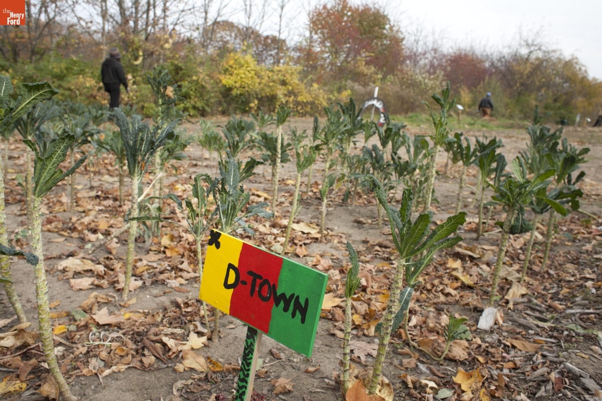 Brussel Sprout Stalks after Harvest, Detroit Black Community Food Security Network, October 30, 2010 Stalks and leaves in a plot with fall-colored trees in the background and a yellow, red, and green sign reading "D-Town" in the foreground