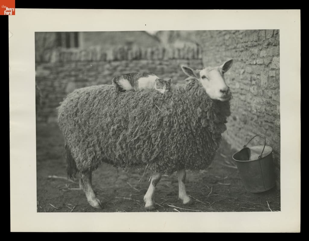 White and striped cat lying on top of a wooly sheep in a yard enclosed by a stone wall