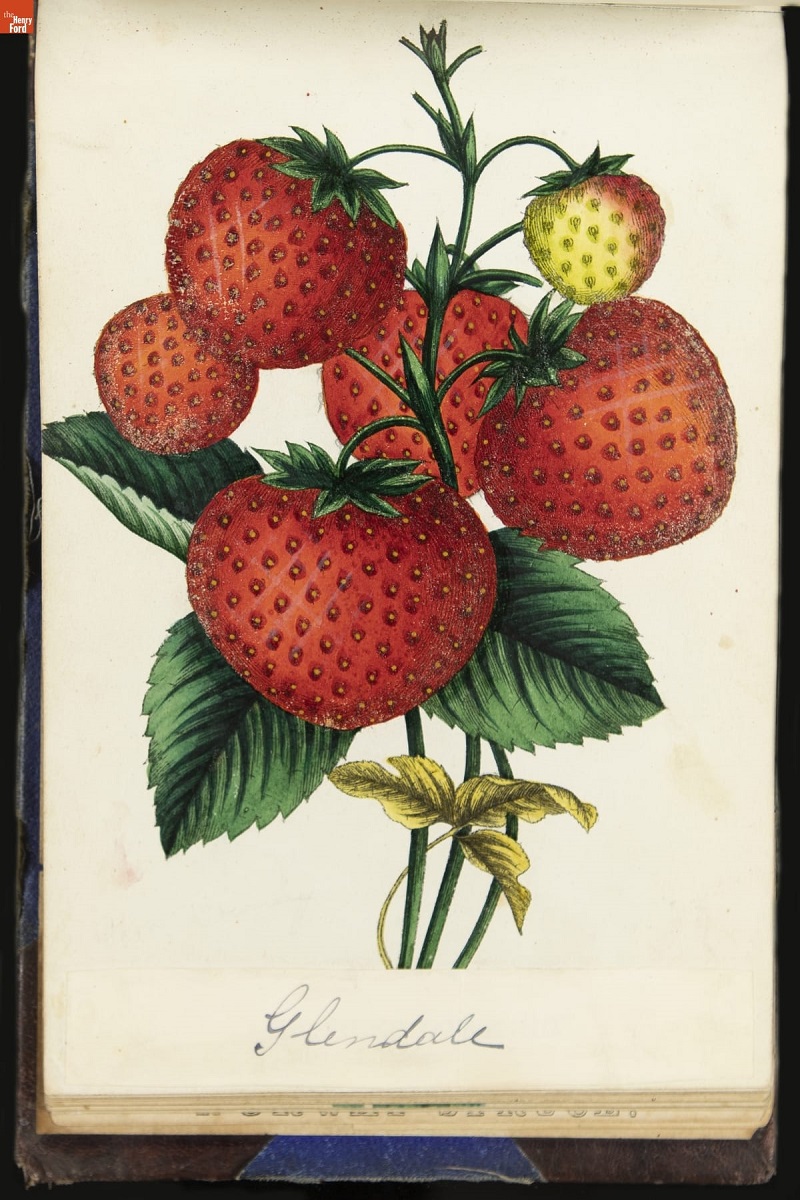 Nurseryman's Specimen Book, 1871-1888 / page 57 Color print of strawberry plant with large red fruit and green leaves
