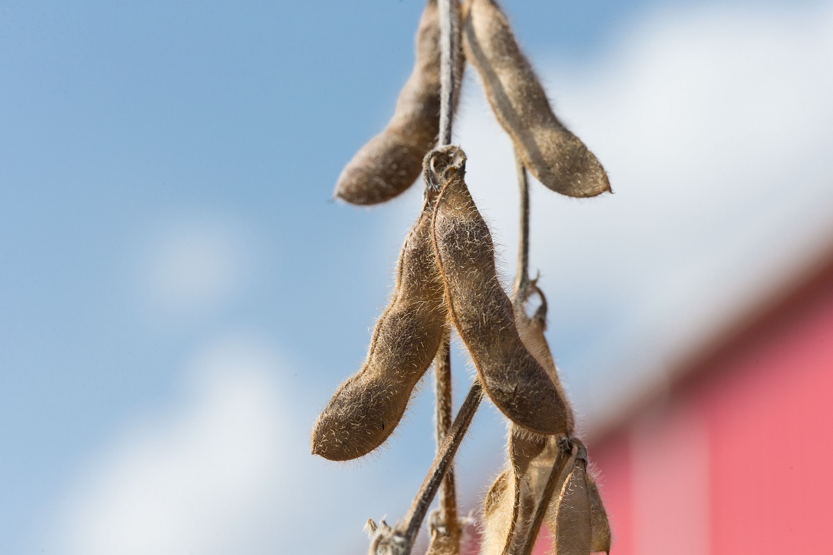Close-up of Soybean Pods Ready to Harvest Close-up of brown, slightly hairy pods on a plant against a blue sky