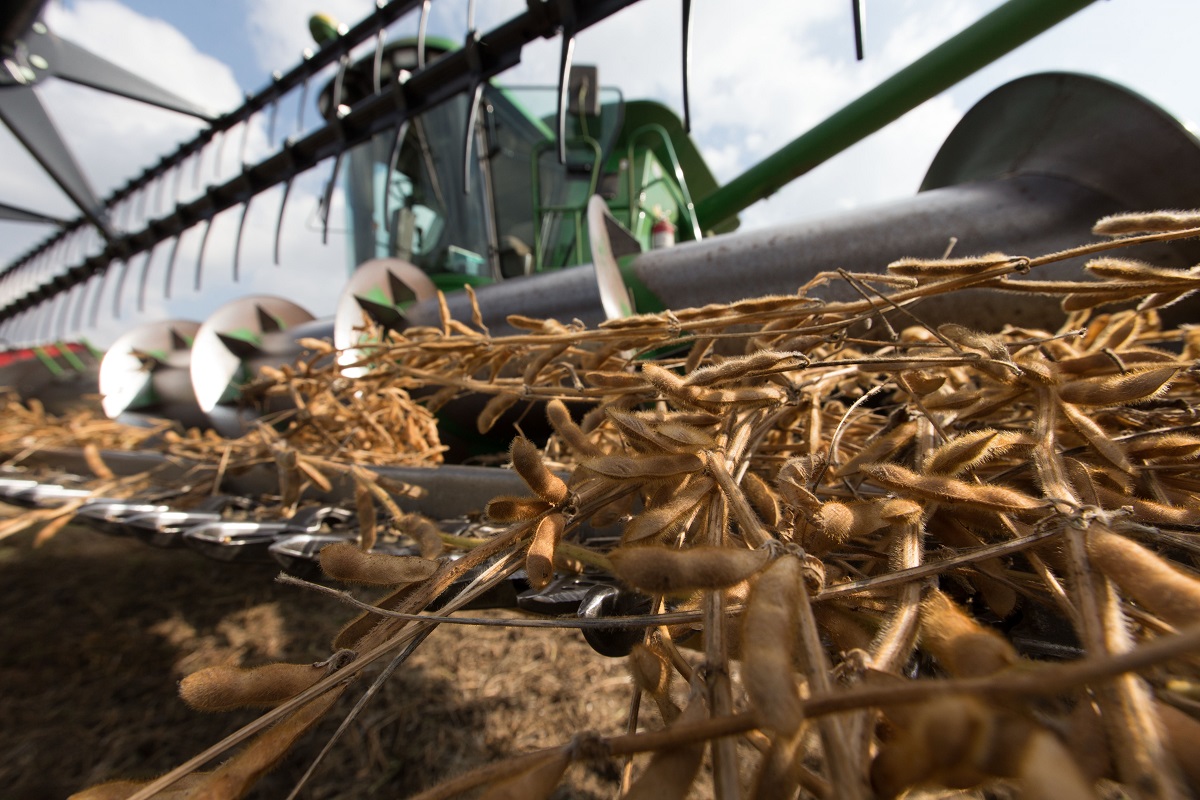 Close-Up of the Modern Soybean Harvesting Process Close-up shot of brown plants with pods entangled in the tines of agricultural machinery in a field
