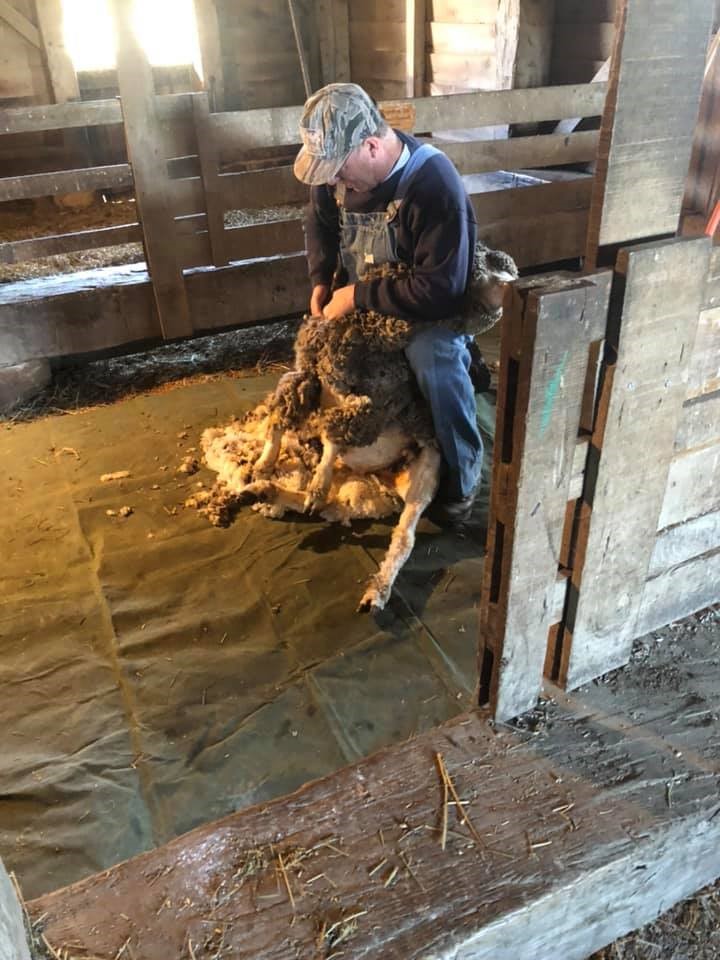 shearing shearing