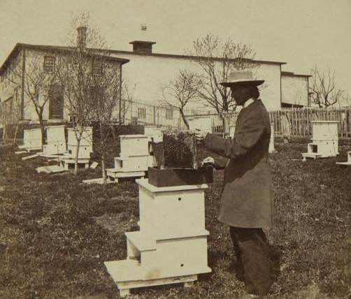 Elder Henry Clay Blinn with Beehives, Shaker Village, Canterbury, New Hampshire, circa 1875 (detail) Man standing at what appears to be a white wooden beehives, with other similar beehives around him and a building in the background
