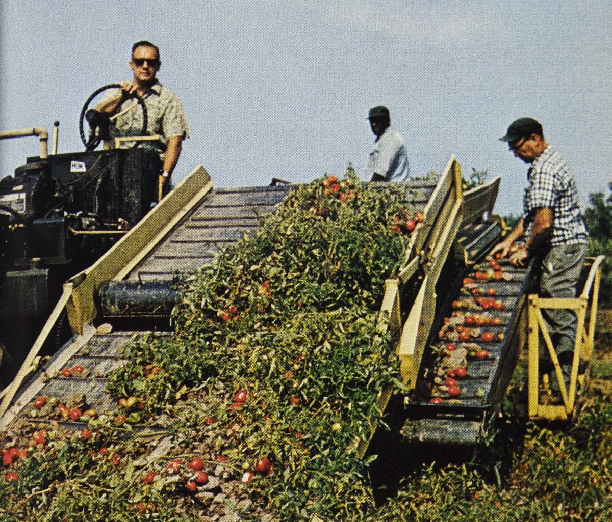 Machine-harvesting new tomato varieties Man at wheel of vehicle with large conveyor built filled with tomatoes and tomato plants; another man stands at side and one behind