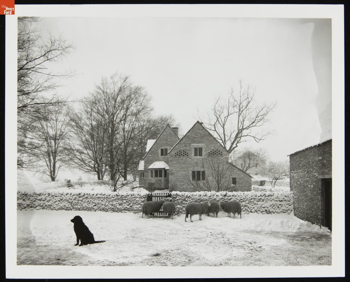 Black dog in stone-walled yard with sheep in front of stone cottage