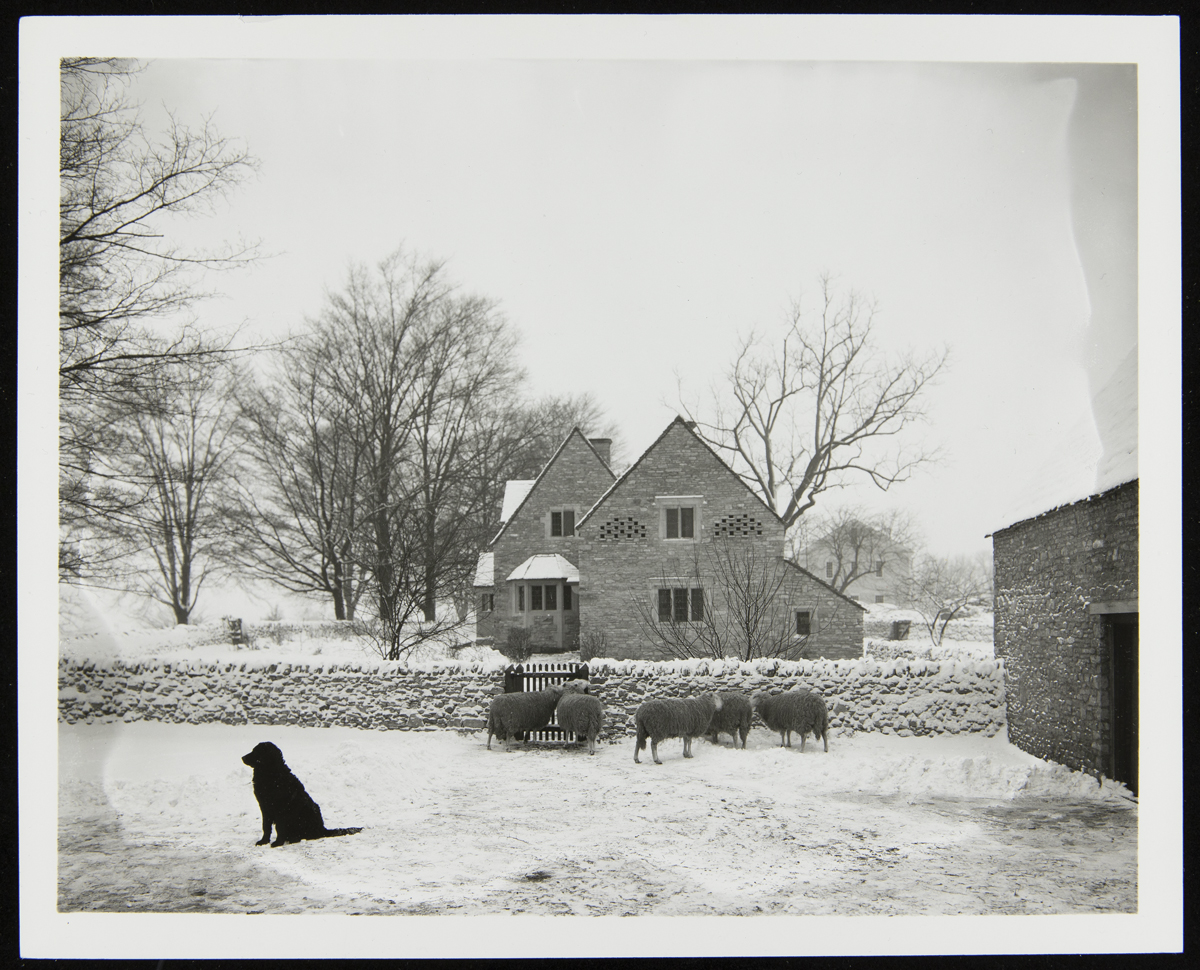 "Rover" the Dog outside Cotswold Barn in the Snow, Greenfield Village, January 1931 Dog and sheep in snowy field in front of stone house, with another stone building to right side