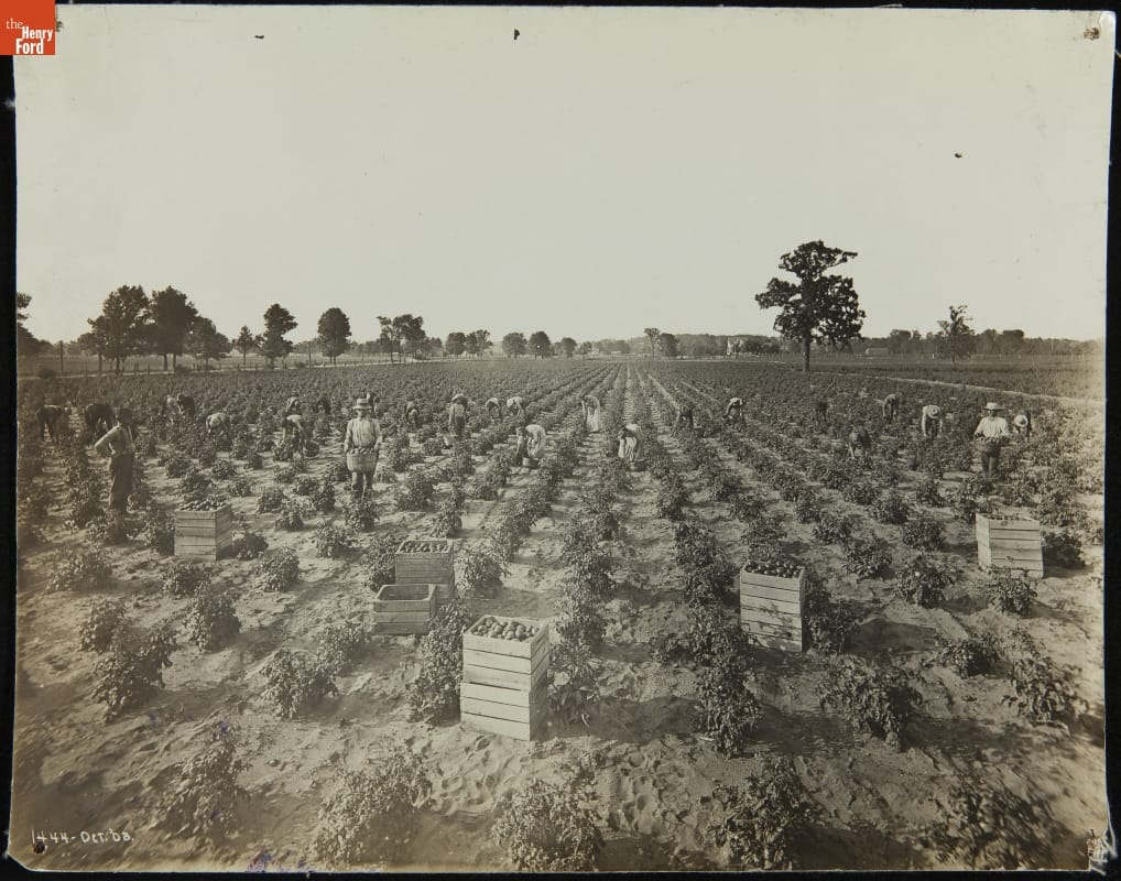 Workers Harvesting Tomatoes at a Heinz Tomato Farm, 1908 Black-and-white image of a tomato field with workers in it and boxes of tomatoes at the end of some rows
