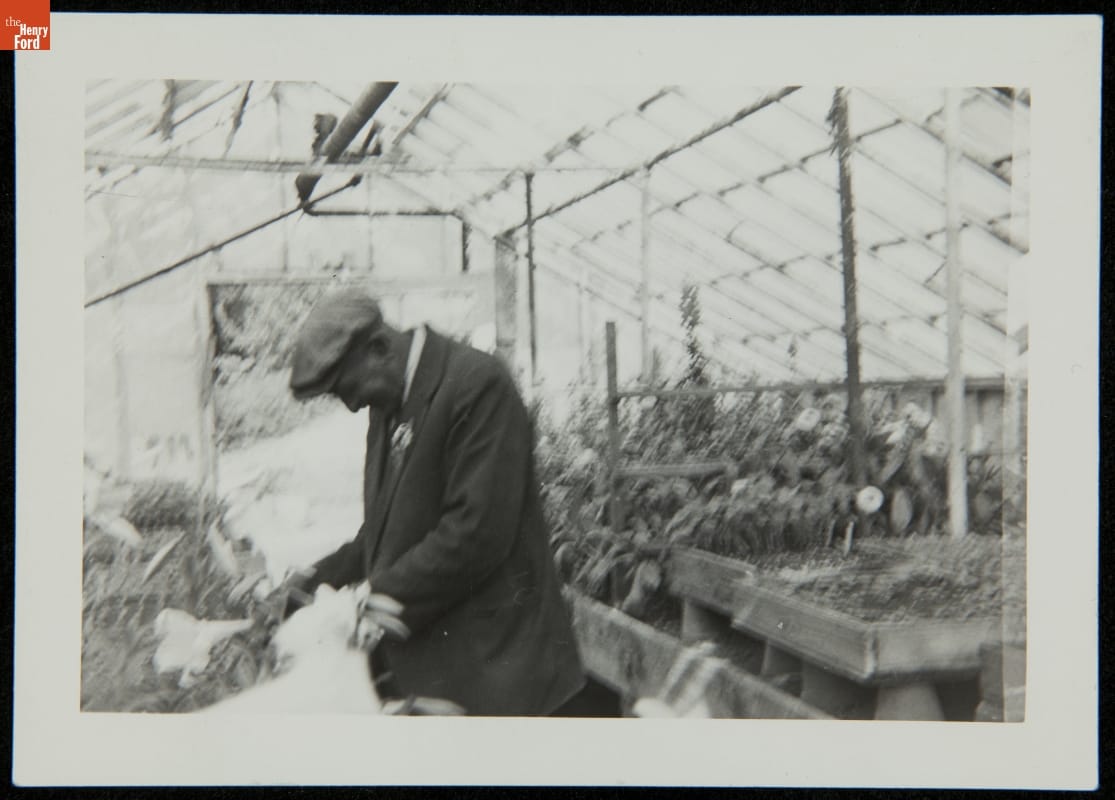 George Washington Carver in a Greenhouse, 1939 Black-and-white photo of dark-skinned man in suit coat and hat working among plants in a greenhouse
