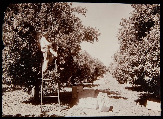 Picking and Crating Grapefruit for Riverside Fruit Exchange, Riverside, California, 1893-1905 Man on ladder by tree in grove of trees; crates filled with grapefruit on ground nearby