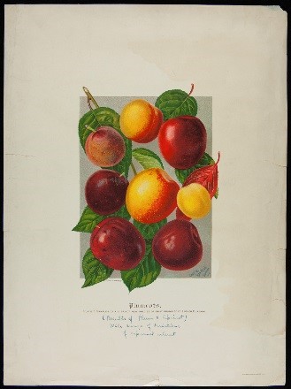 burbank-plants burbank-plants