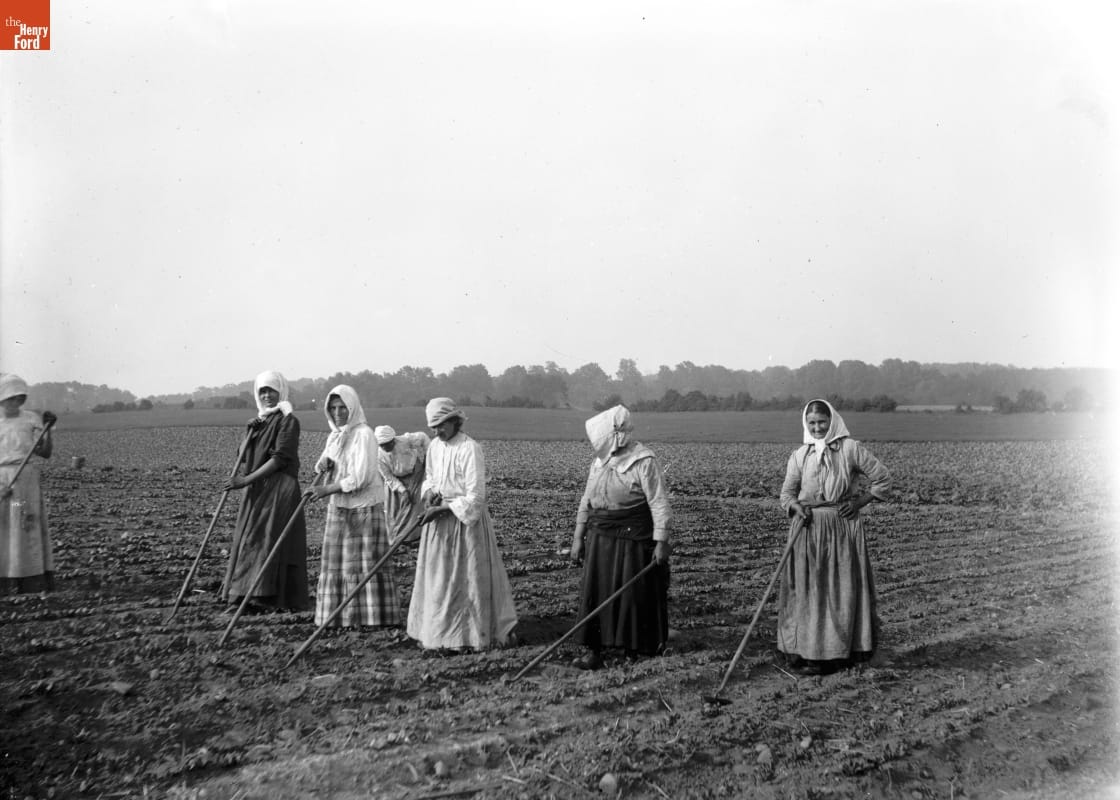 Farm Scene, Norwegian Women in Fields, Merrick Road, 1890-1915 Seven women wearing kerchiefs and long skirts work in a field