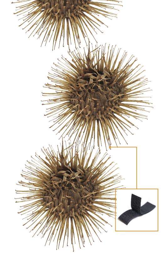 Burdock burrs inspired the creation of Velcro Round burrs with large spikes, with an inset image of velcro strips
