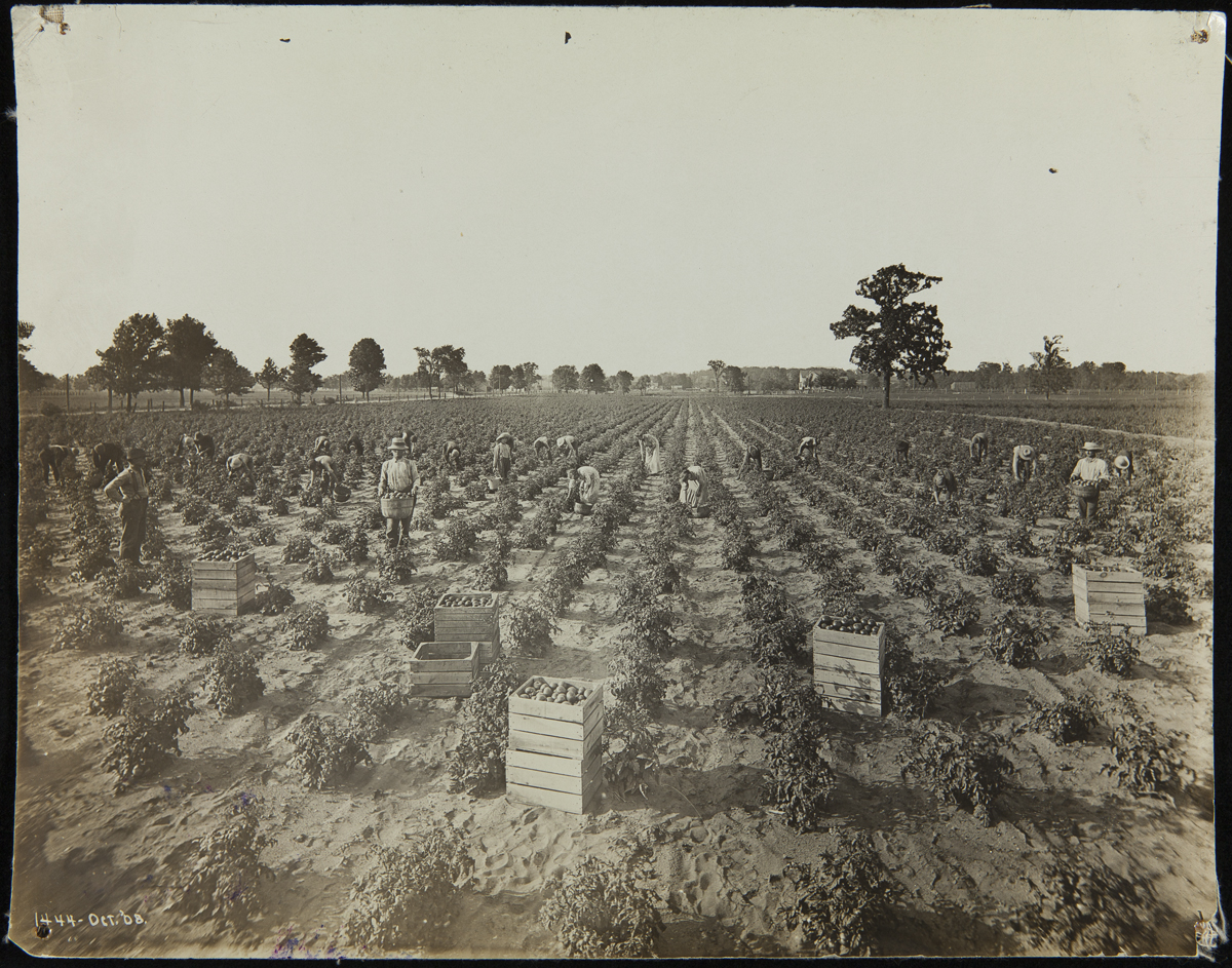 Workers Harvesting Tomatoes at a Heinz Tomato Farm, 1908 People in a field picking tomatoes into crates