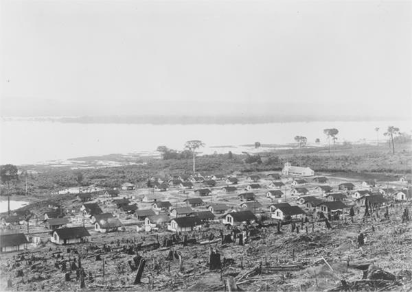 Brazilian Rubber Plantations