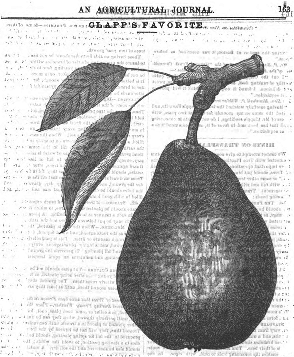 Etching of pear with text bleed-through behind it and intentional text at top of page three popular pears_Page_2