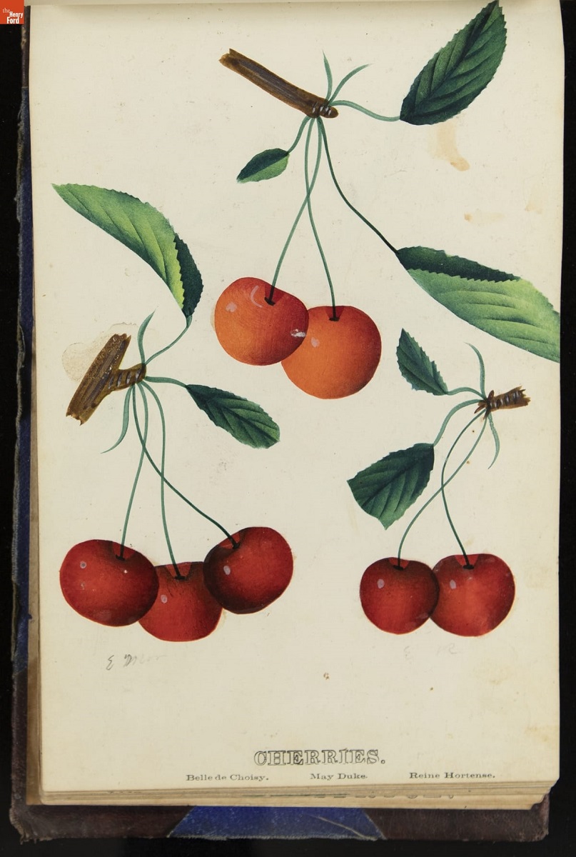 Nurseryman's Specimen Book, 1871-1888 / page 48 Illustration of several bunches of cherries, with text "Cherries"