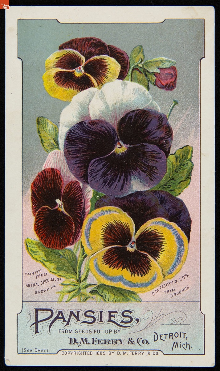 Trade Card for Pansies Seeds, D. M. Ferry & Co., 1889 Image of large yellow, white, purple, and maroon pansy flowers; also contains text