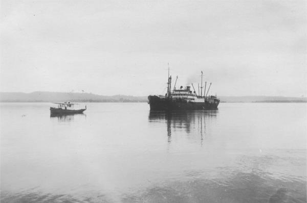 Brazilian Rubber Plantations