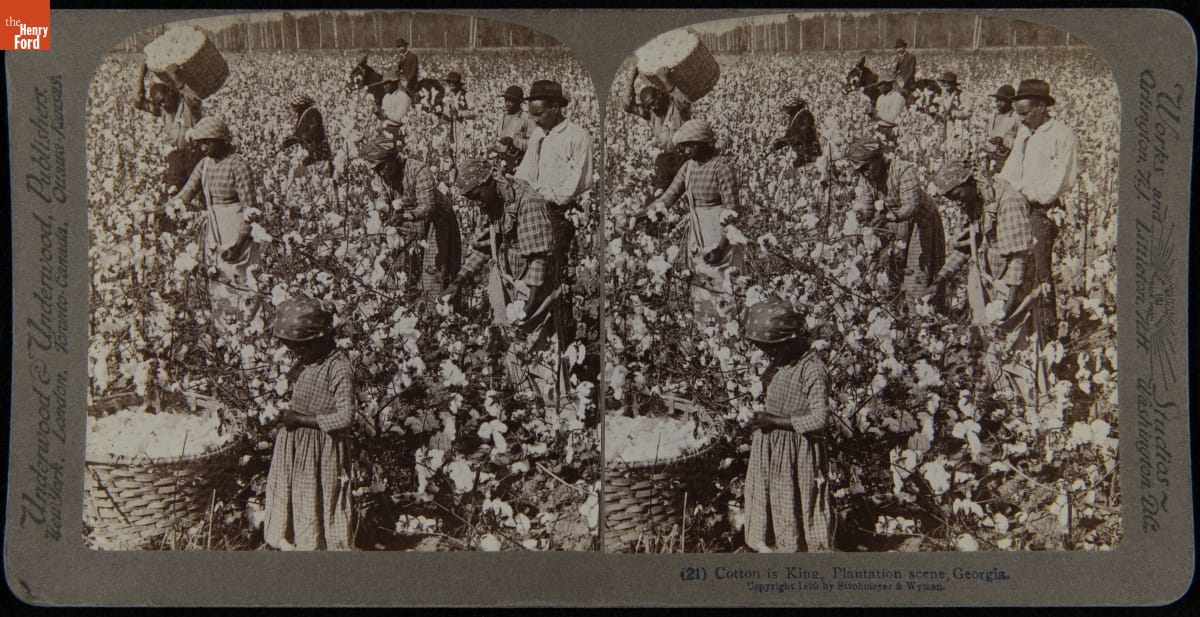 Cotton is King, Plantation Scene, Georgia, 1895 Double image showing people of color picking cotton in a field with a large basket of cotton in foreground