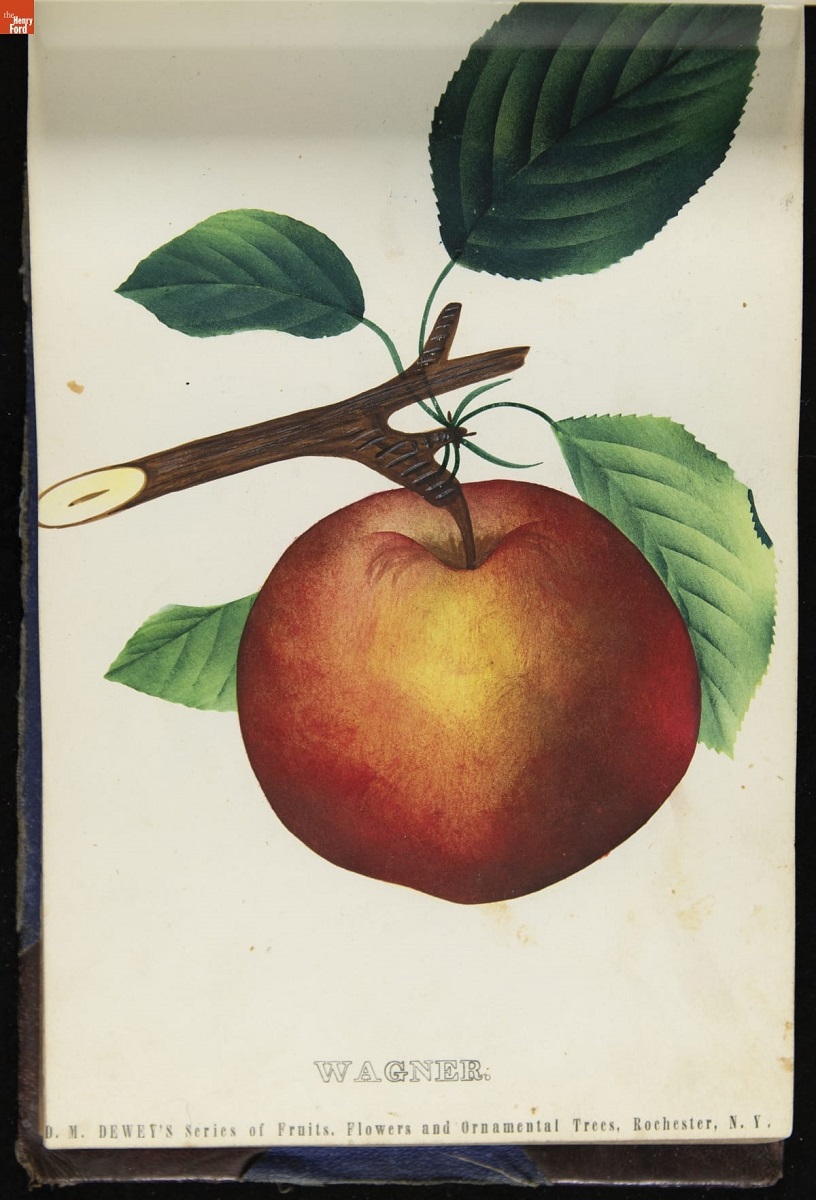 Color print with image of reddish-golden apple on bough with leaves; contains text "WAGNER"