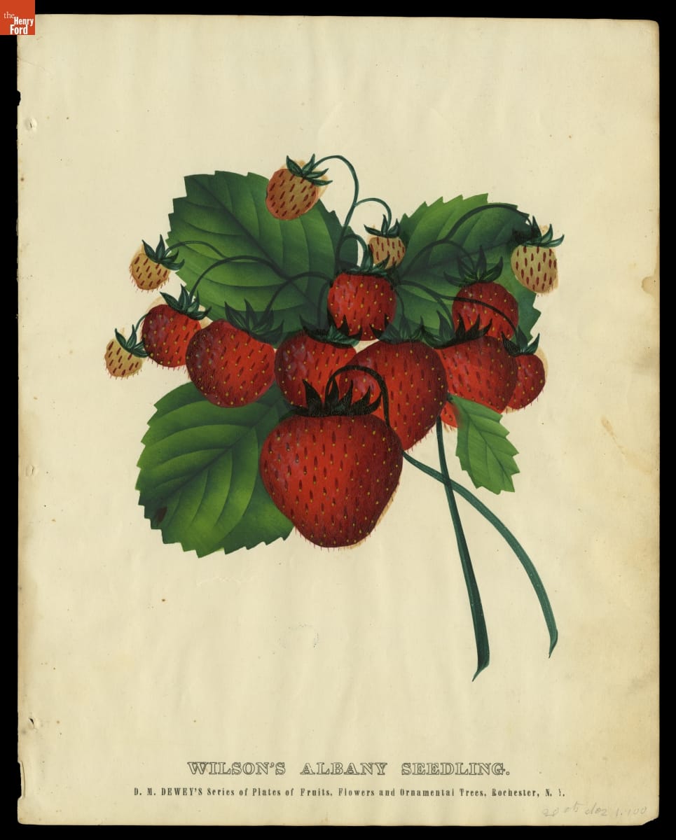 "Wilson's Albany Seedling" from D.M. Dewey's Series of Plates of Fruits, Flowers and Ornamental Trees, 1871-1888 Print of strawberries and strawberry leaves