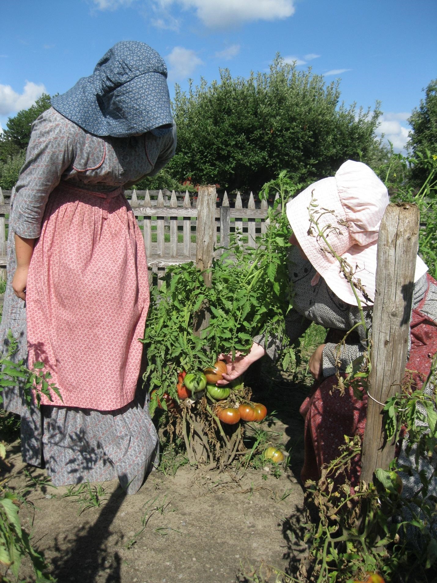 Examining tomatoes in the Firestone Farm garden Two women in period dresses and bonnets examine a tomato plant in a garden with unpainted picket fence in background