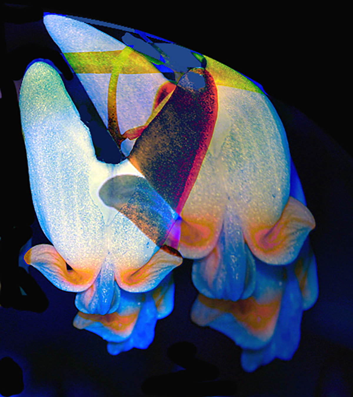 Deaf and Old by Lillian Schwartz.