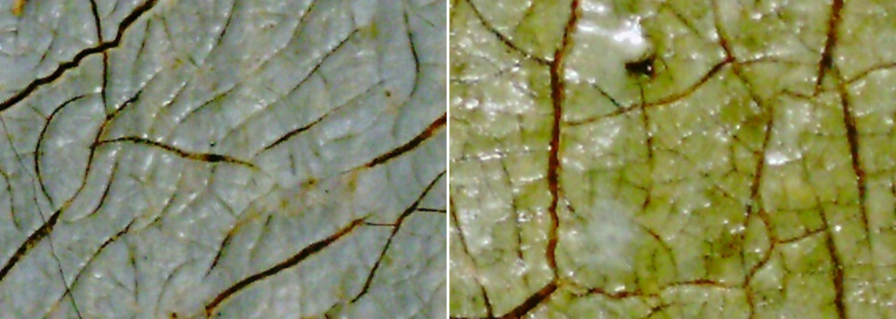 closeup-varnish closeup-varnish