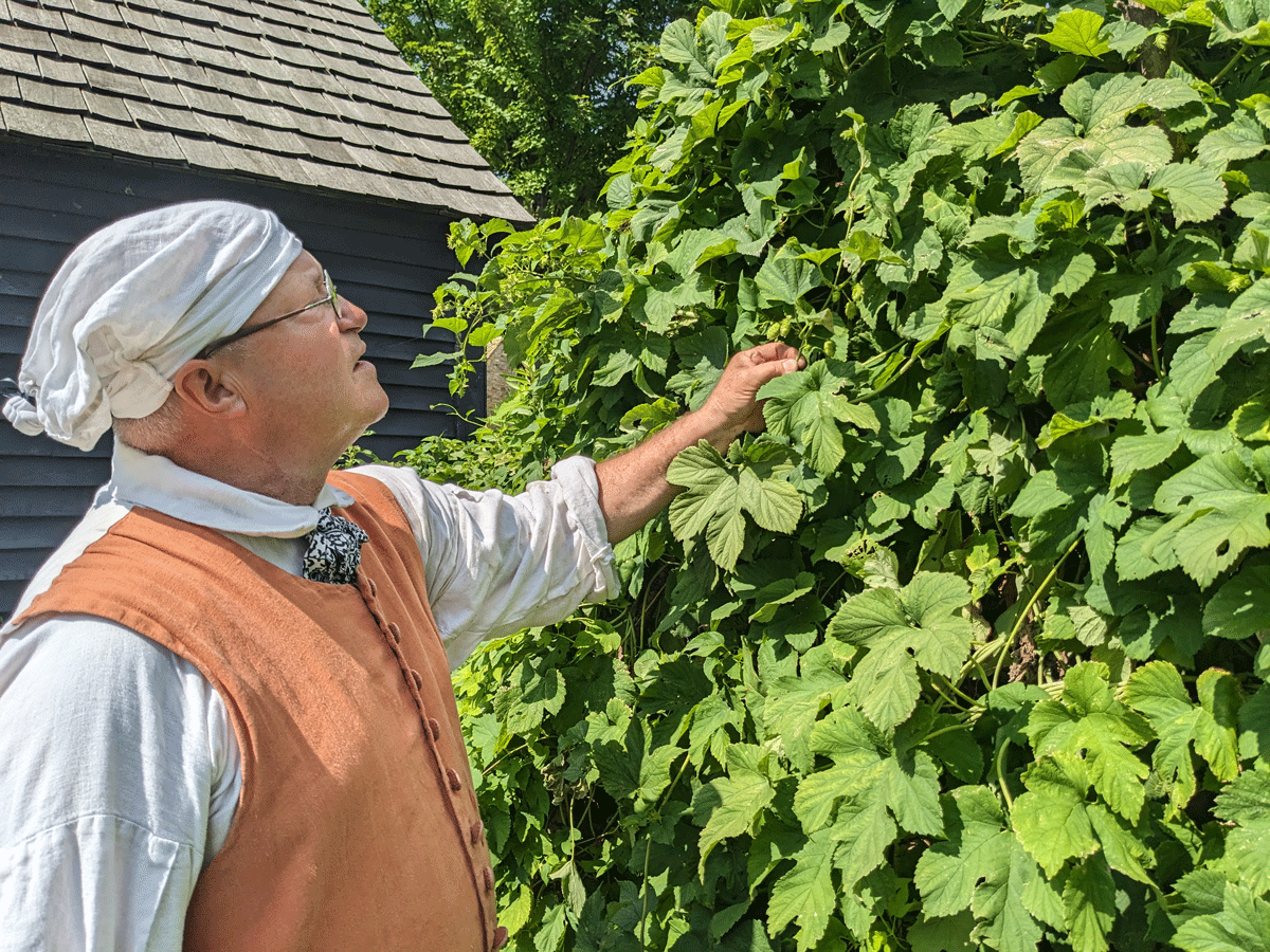 PXL_20230804_201211674 Presenter with hops at Daggett farm, early August 2023.